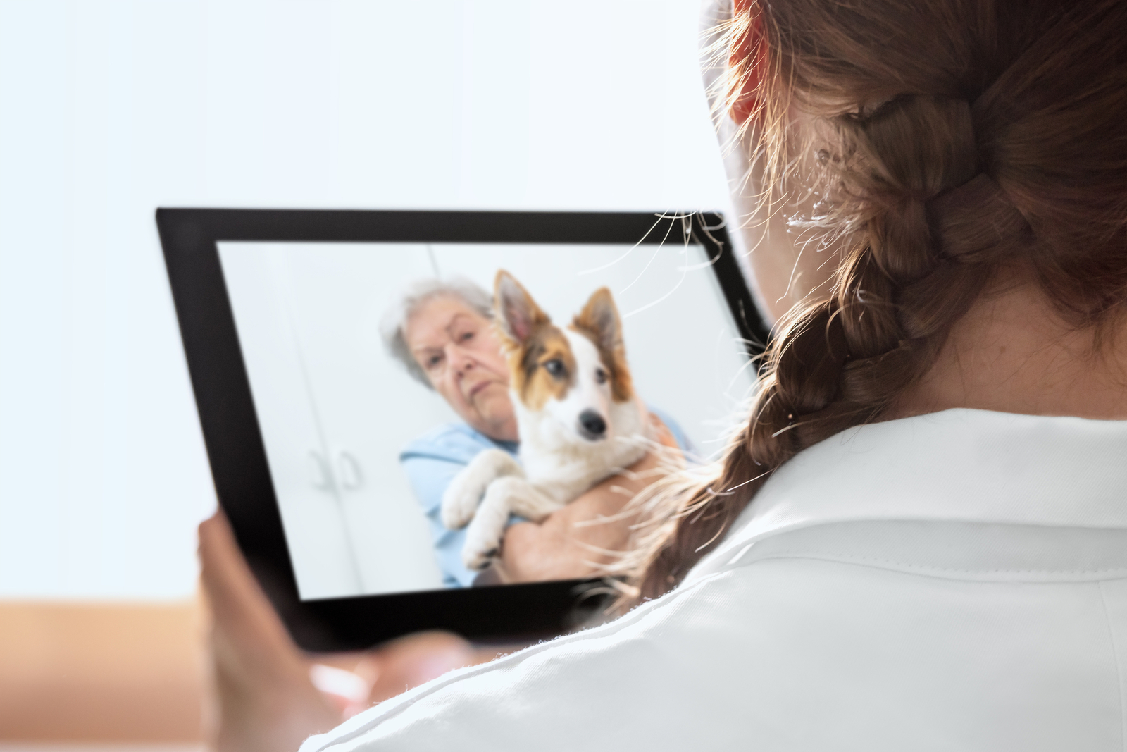 Tierärztin berät Hundebesitzerin übers Tablet