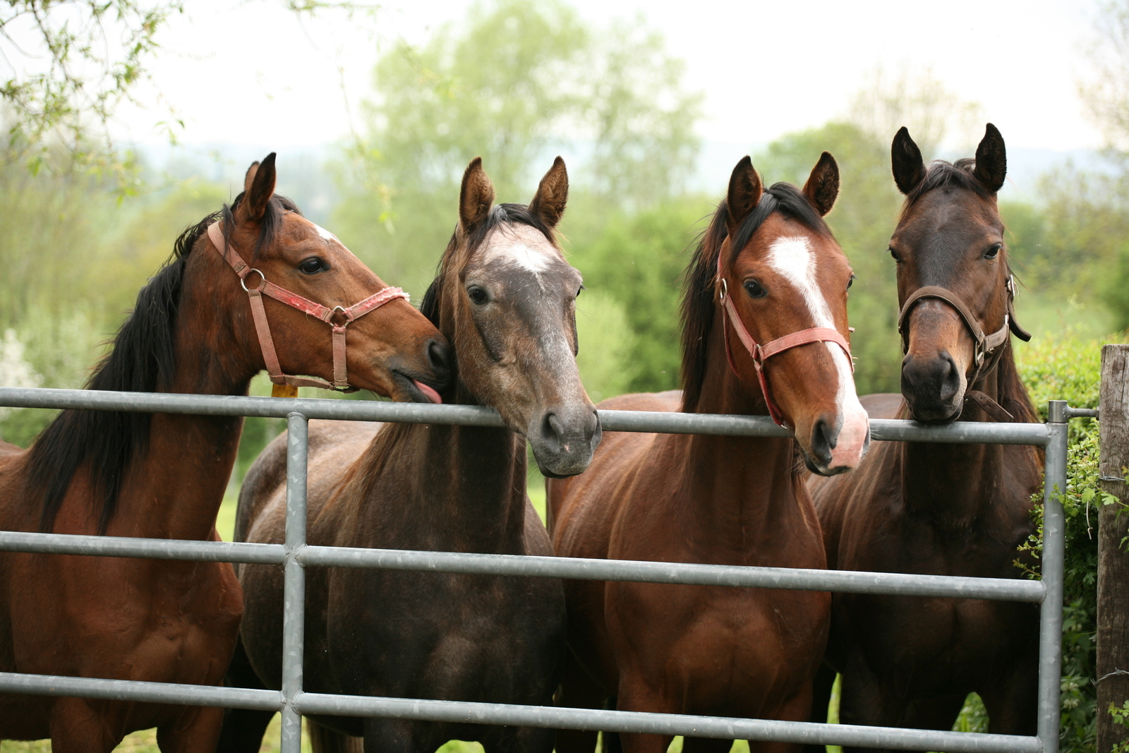 Equine proliferative Enteropathie - Pferde am Zaun