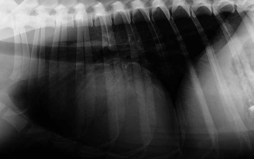 Röntgenuntersuchung im laterolateralen Strahlengang
