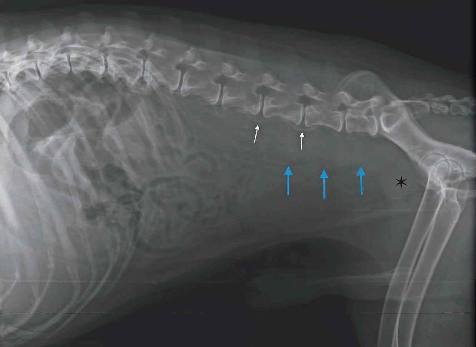 prostatakarzinom-roentgen-hund