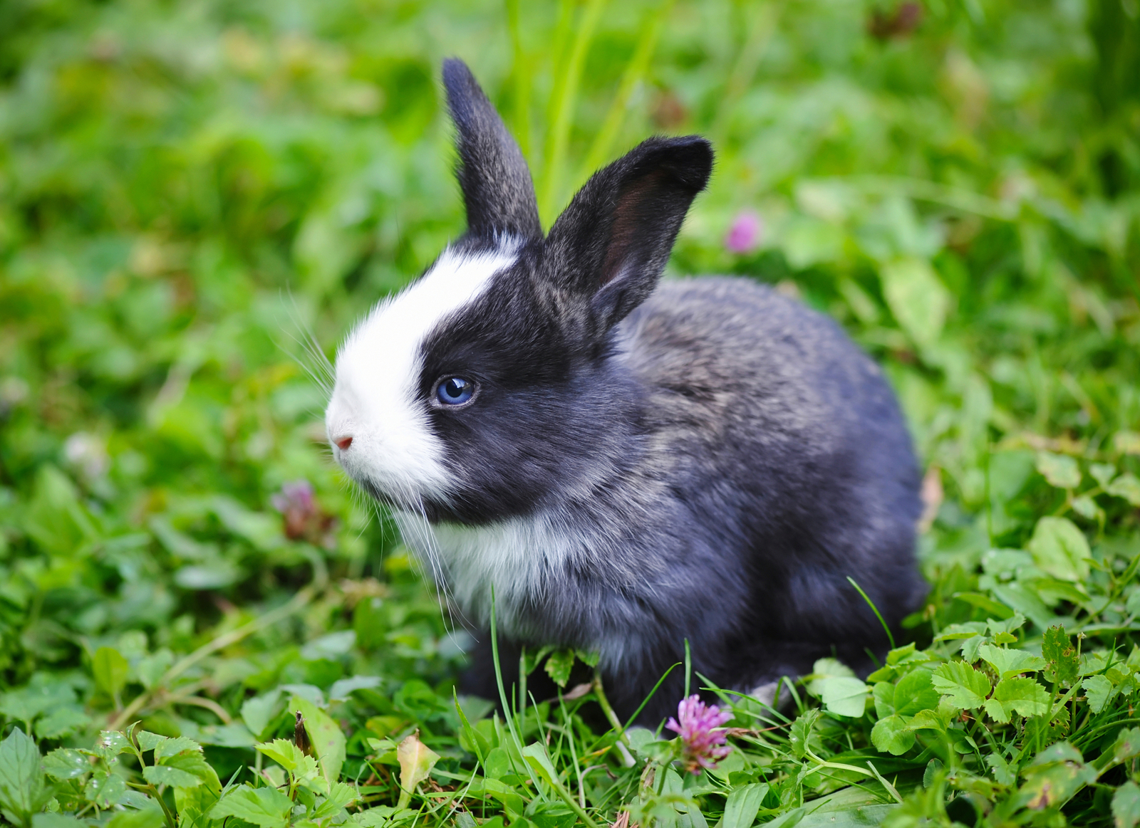 Junges Kaninchen im Gras
