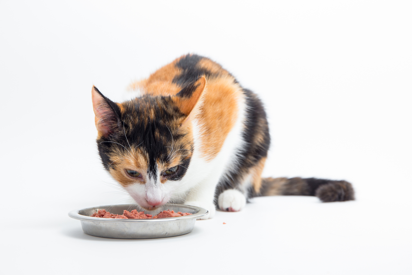 Diätetische Maßnahmen für Hunde und Katzen mit chronischer Nierenerkrankung