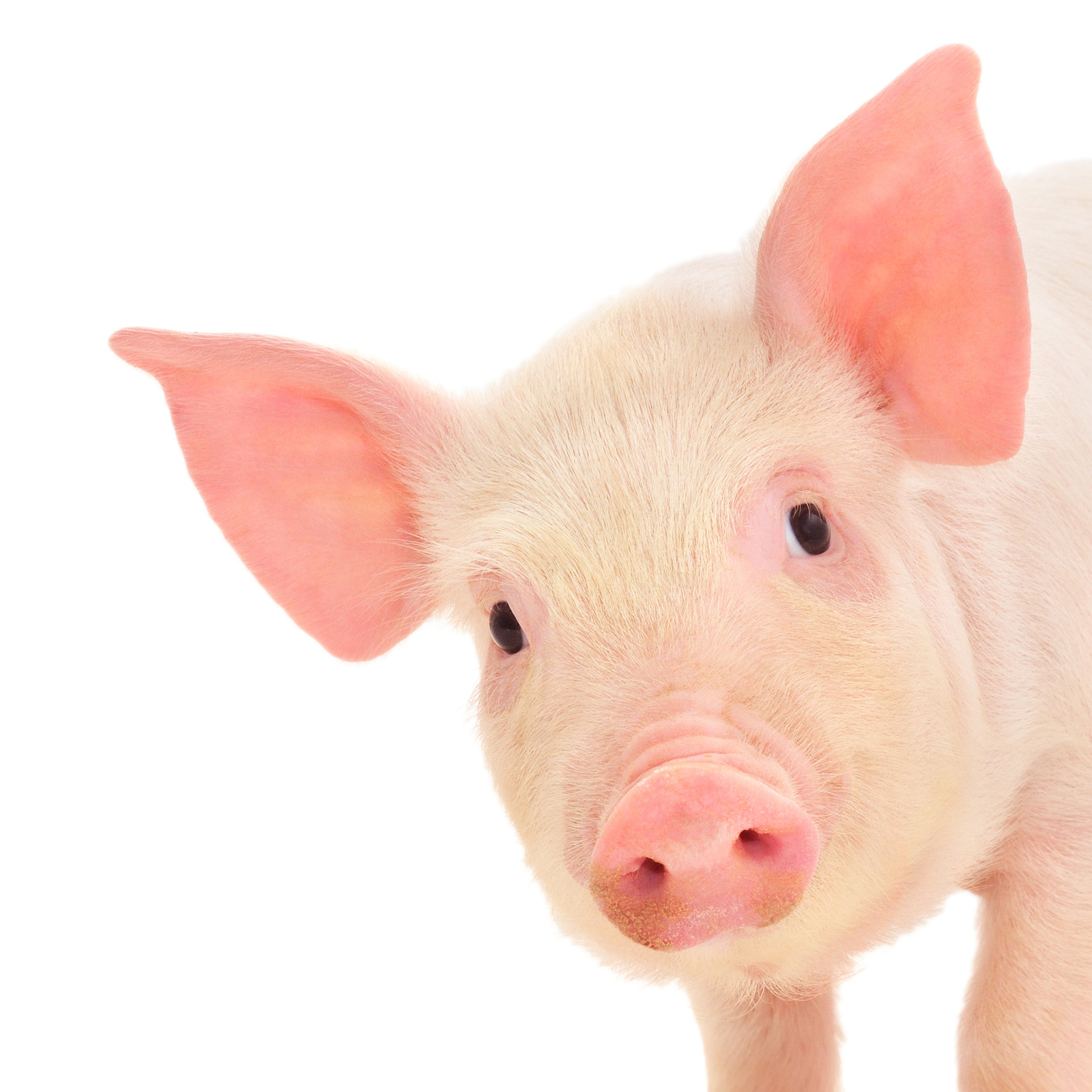 Schwein: Was ist die beste Strategie, um PCV2 zu behandeln?