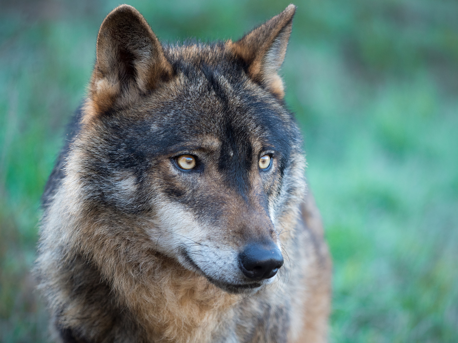 Wolf: Vorfahr der Haushunde