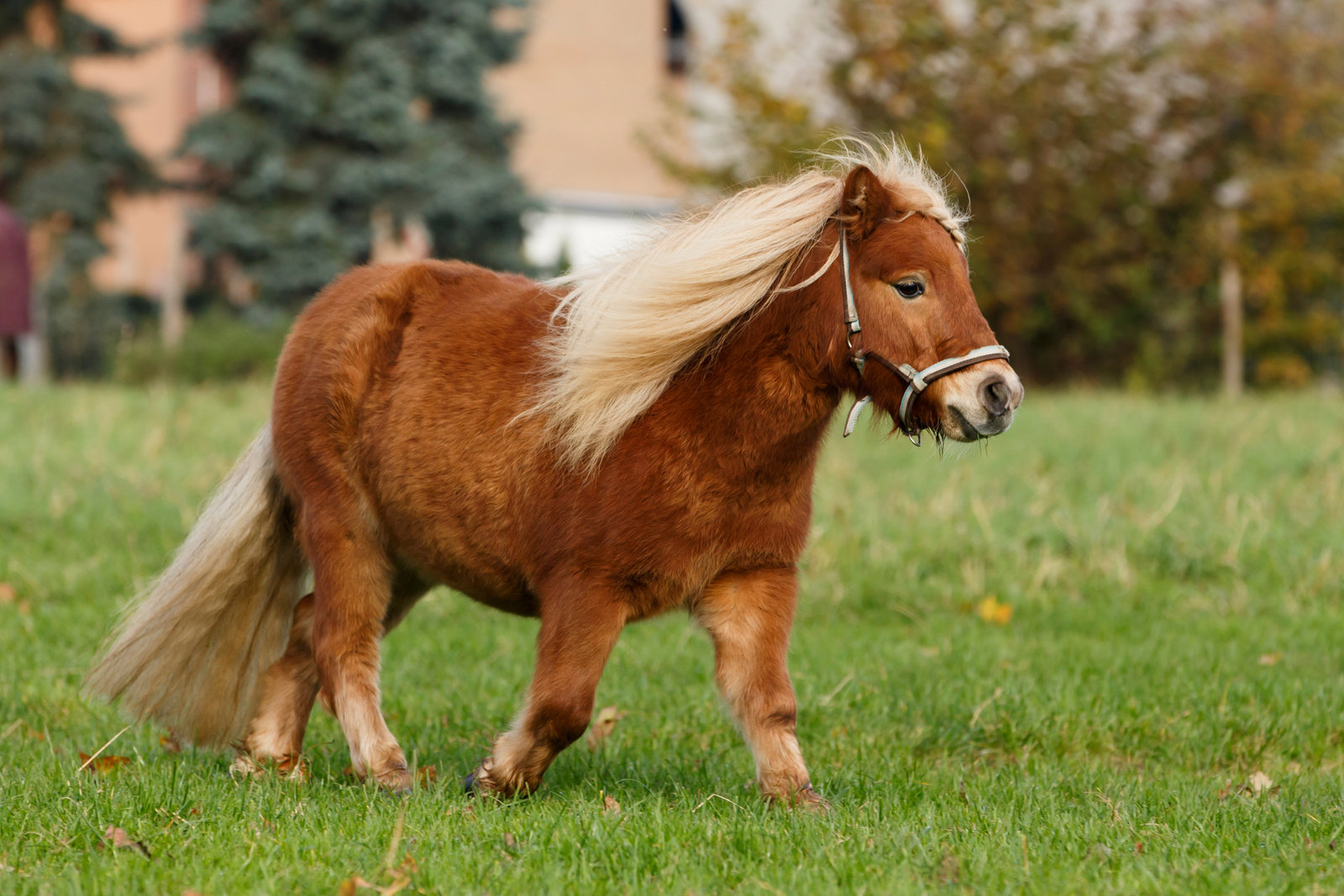 Übergewichtiges Pony auf der Weide
