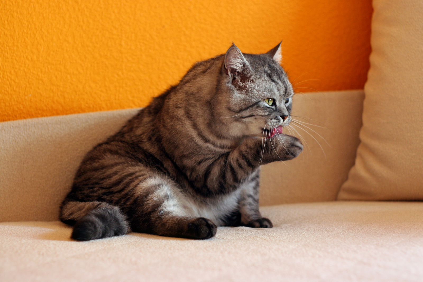 Katze putzt sich: Gibt es endlich eine Therapie für FIP?