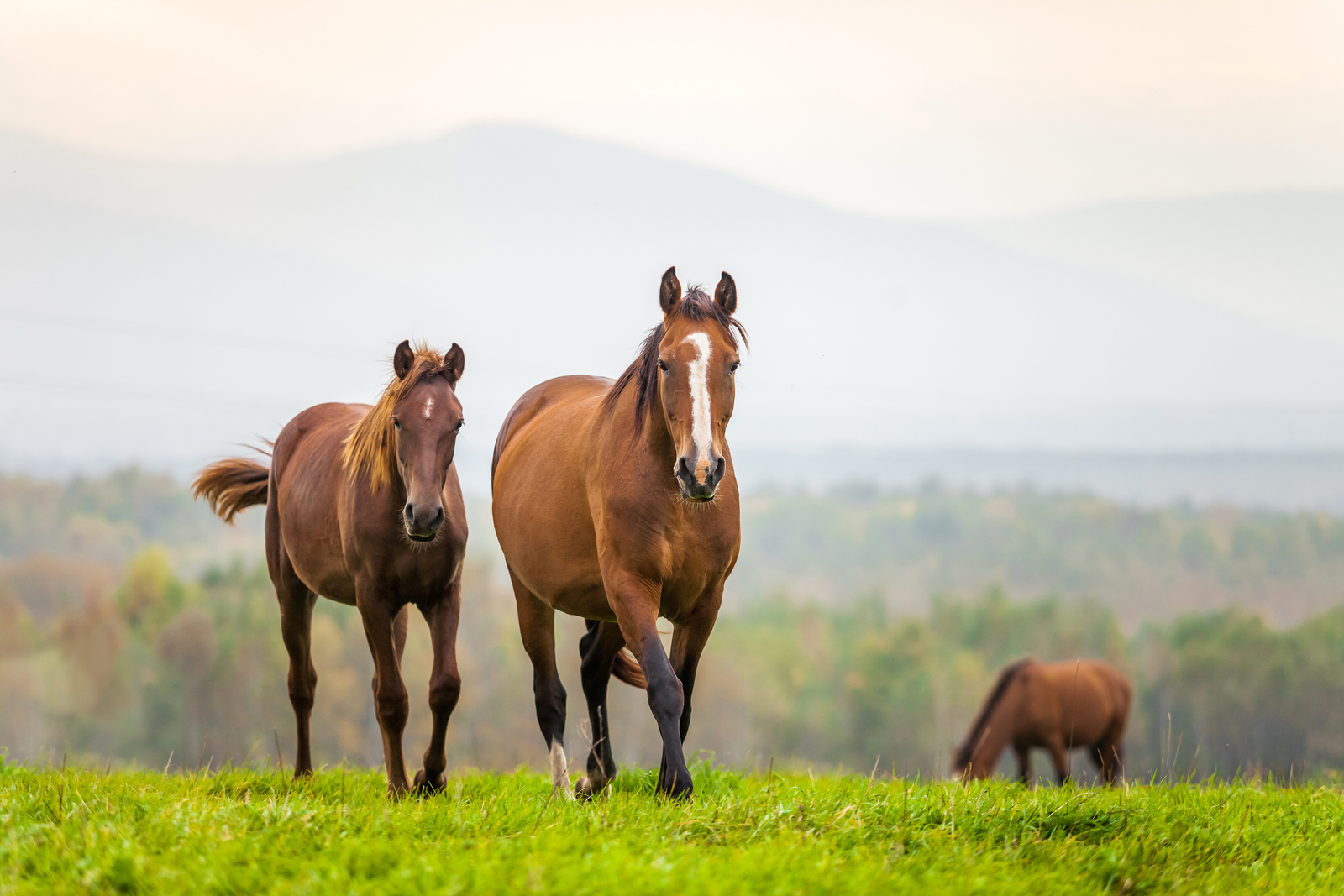 Pferde laufen auf Weide