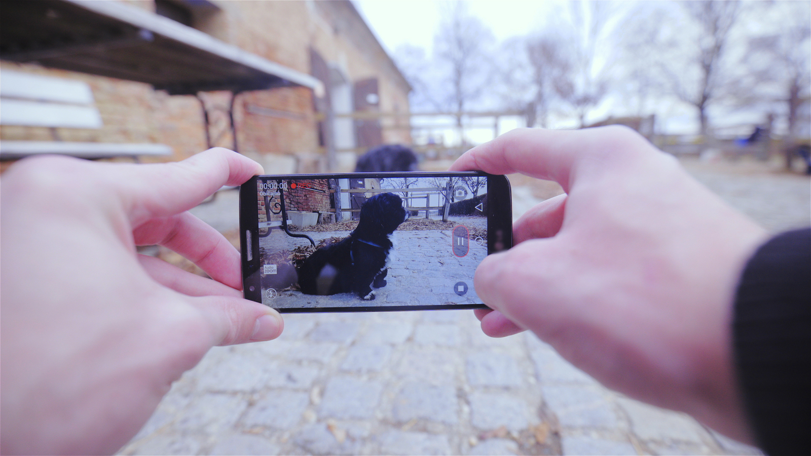 Besitzer filmt Hund mit Handy