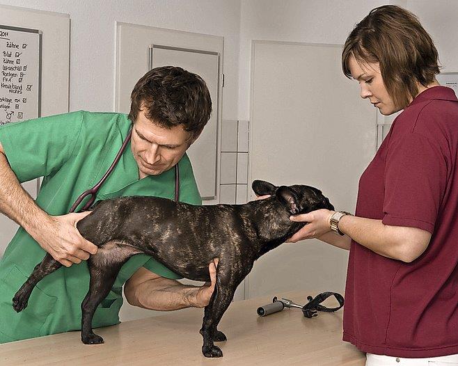 Orthopädische Untersuchung bei einer Bulldogge