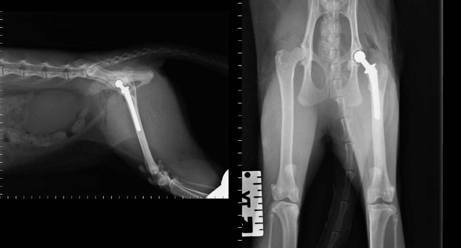 Röntgenbild: Osteoarthrose bei der Katze