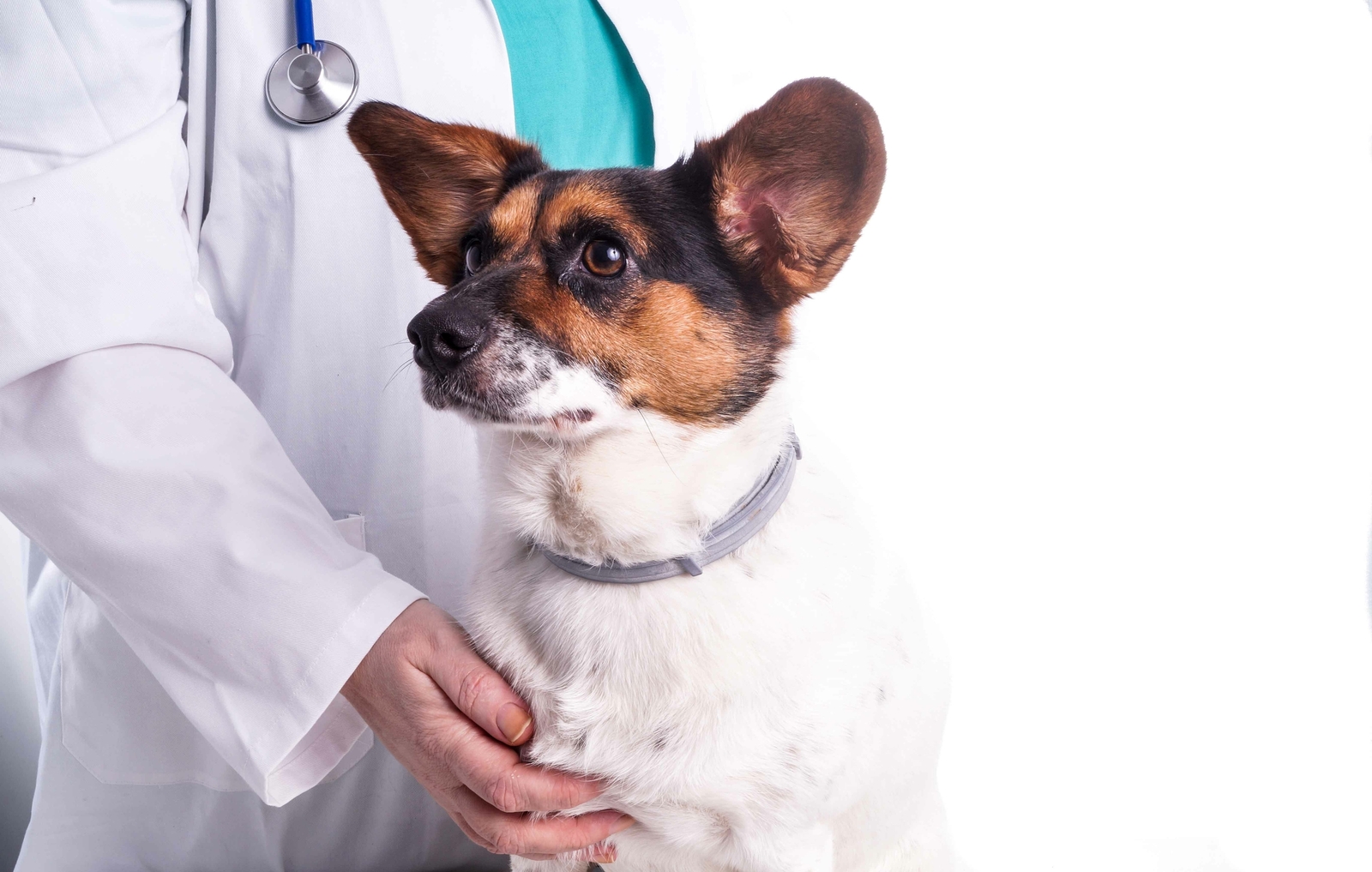 Hund und Tierarzt im weißen Kittel