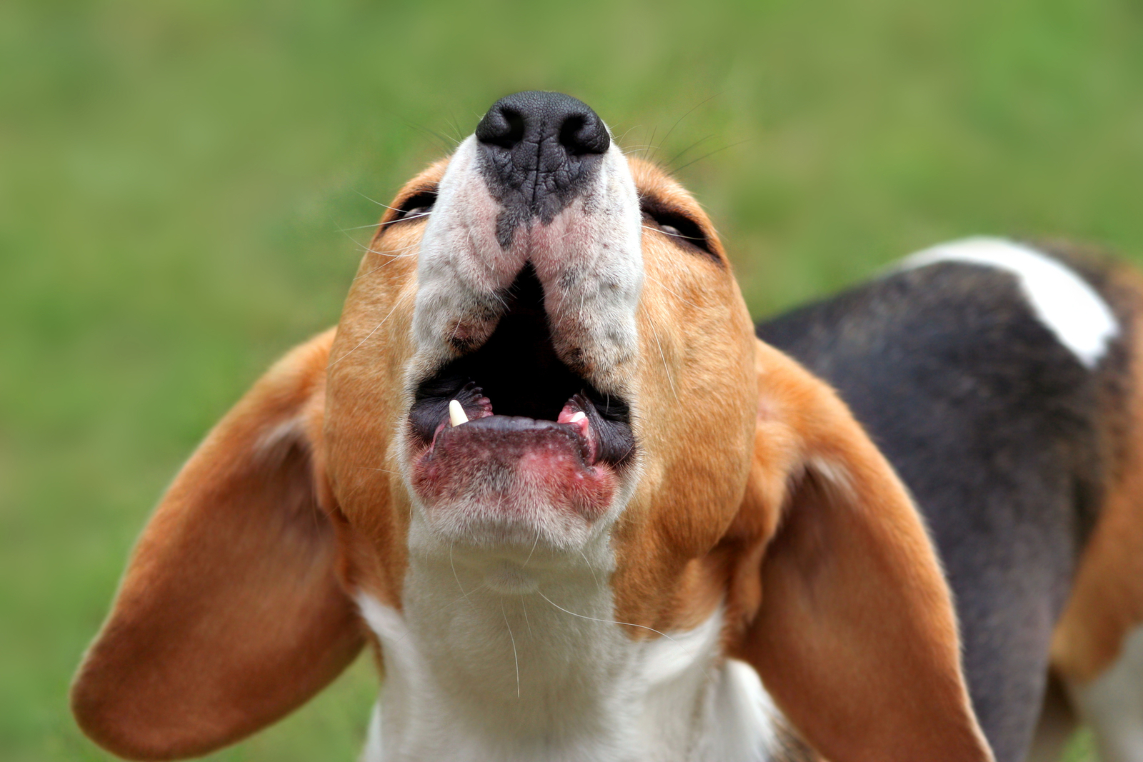 Ein Beagle jault.