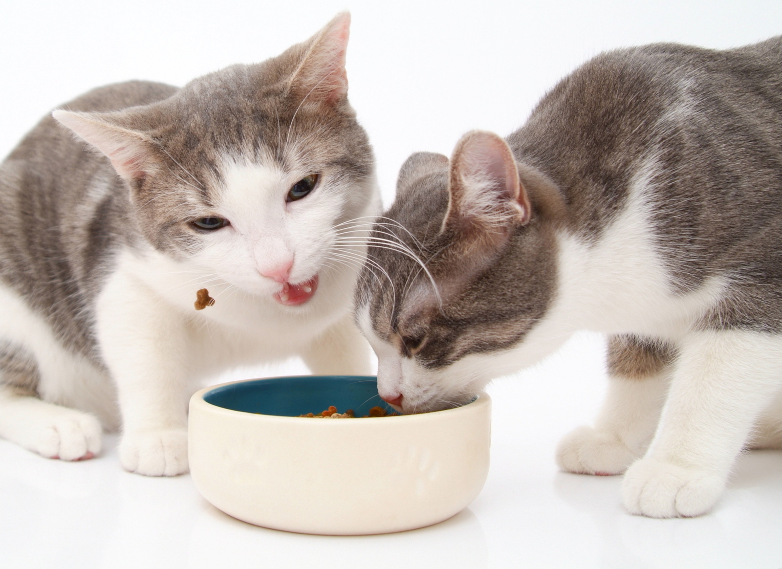 Katzen fressen Trockenfutter