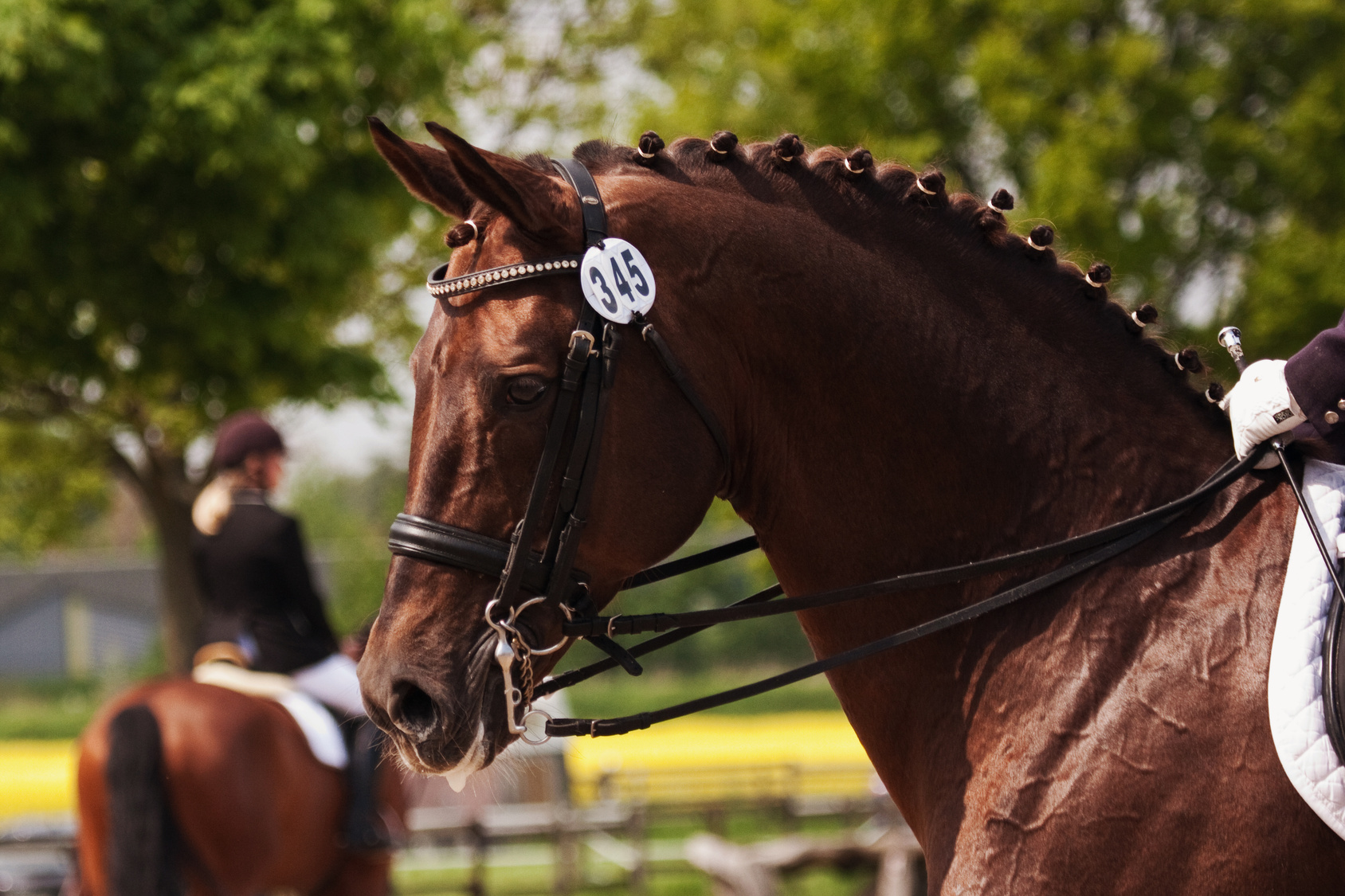Tierschutz im Pferdesport