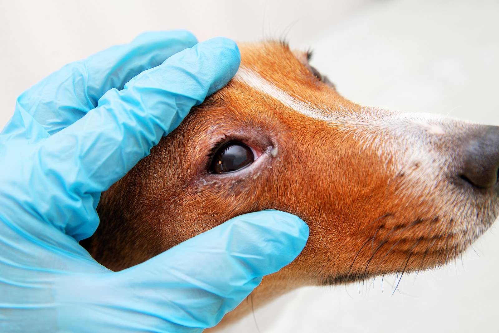 Weclhe Ursachen können rote Augen beim Hund haben?