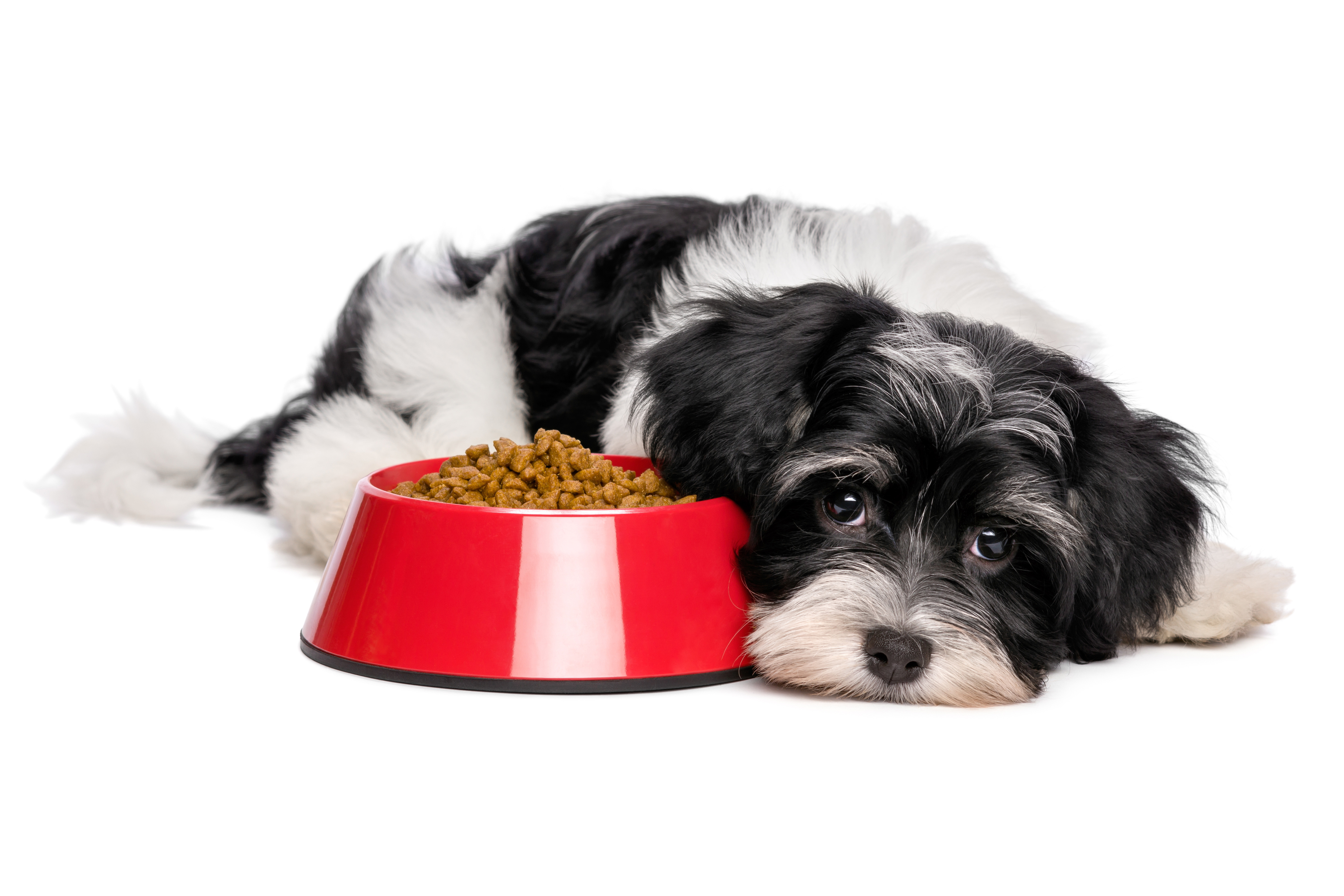 Futter für hunde mit Tumor. Das muss bei der Ernährung beachtet werden.