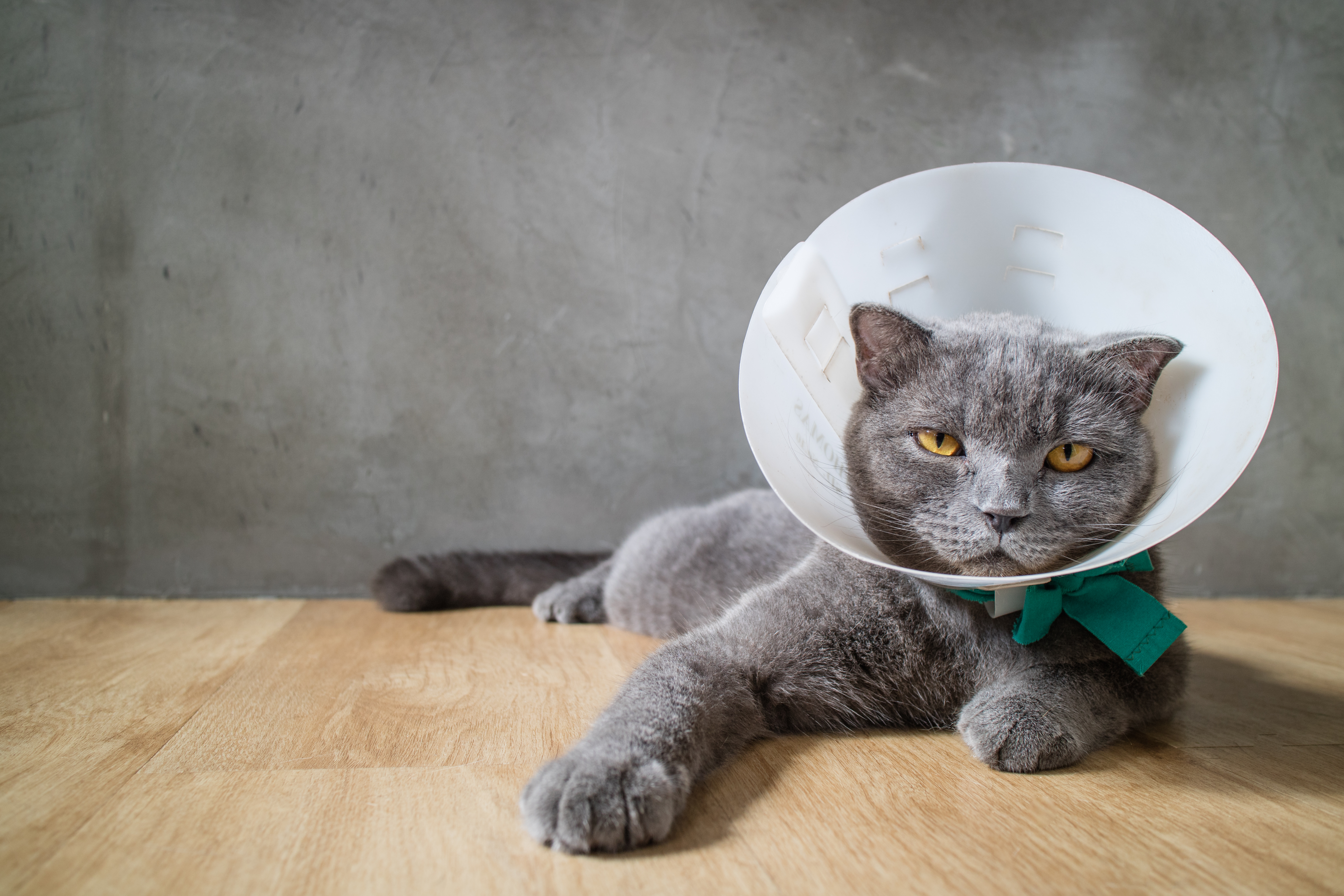 Kastration: Katze mit Halskragen