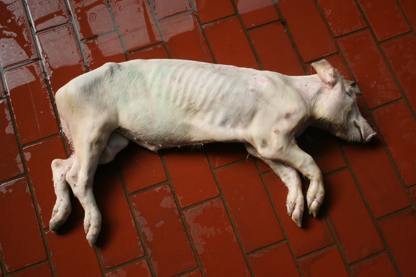 Umgang mit kranken und verletzten Schweinen, die unter Kachexie leiden.