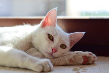 Das Plattenepithelkarzinom ist der am häufigsten vorkommende, bösartige Hauttumor bei der Katze.