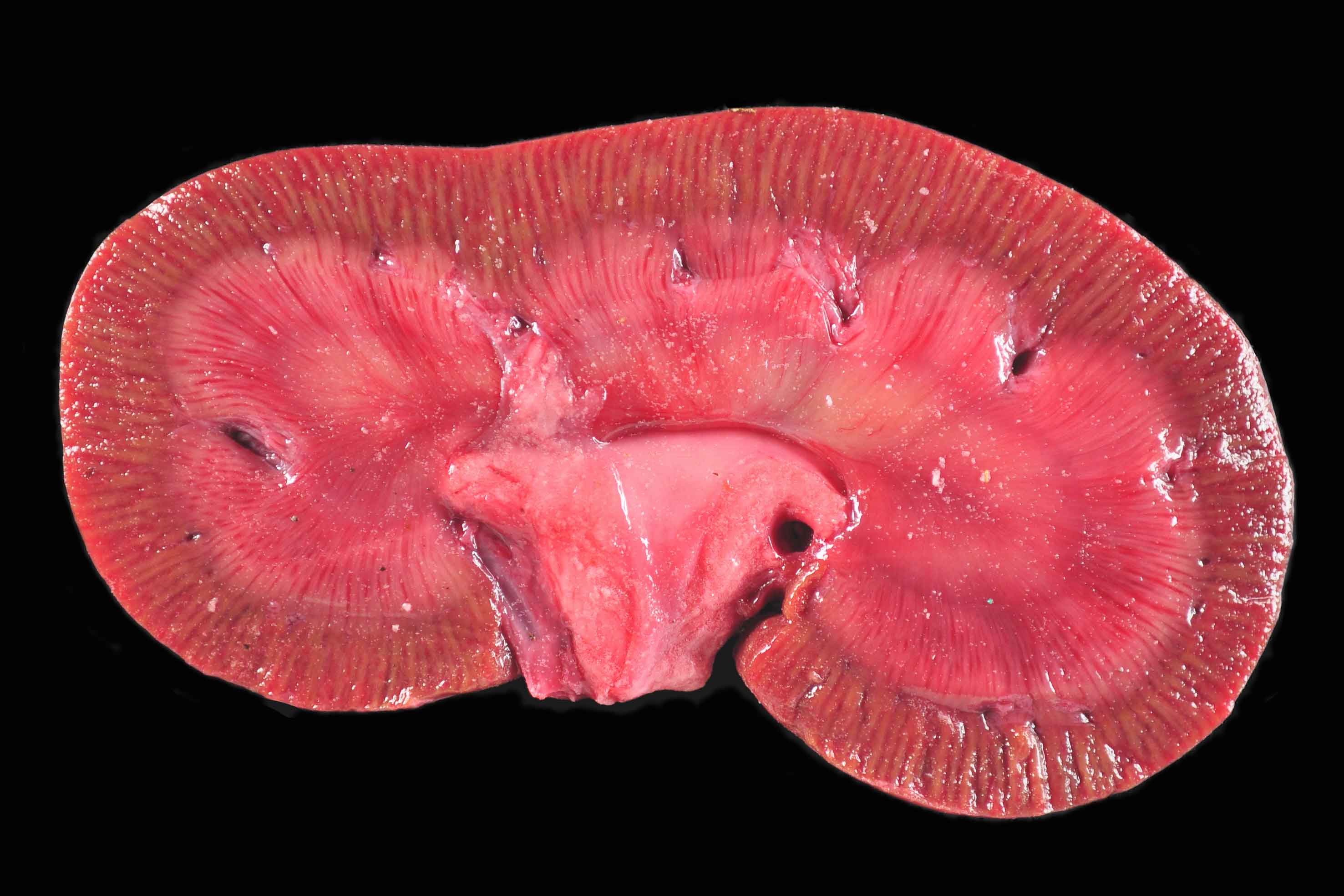 Bei allen untersuchten Tieren wurde eine ausgeprägte radiäre Streifung der Nierenrinde, welche sich bis in das Nierenmark ausweitete, aufgefunden.