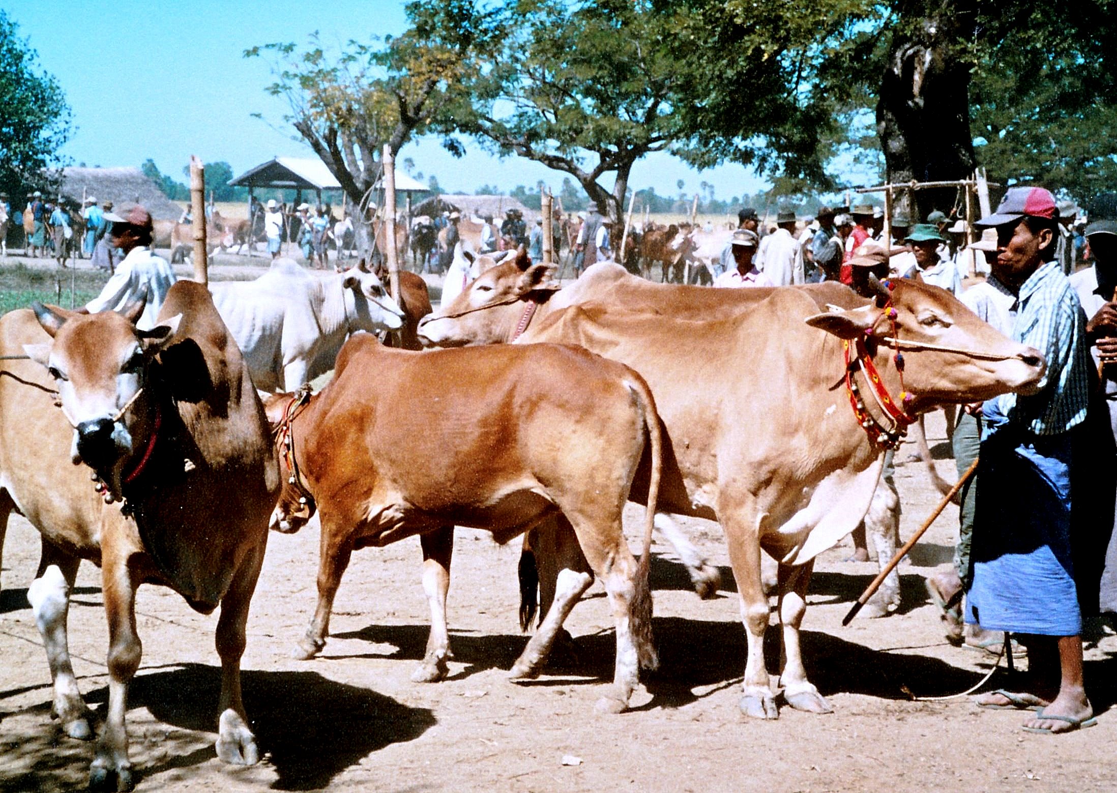 Zebus auf einem Viehmarkt in Indien.