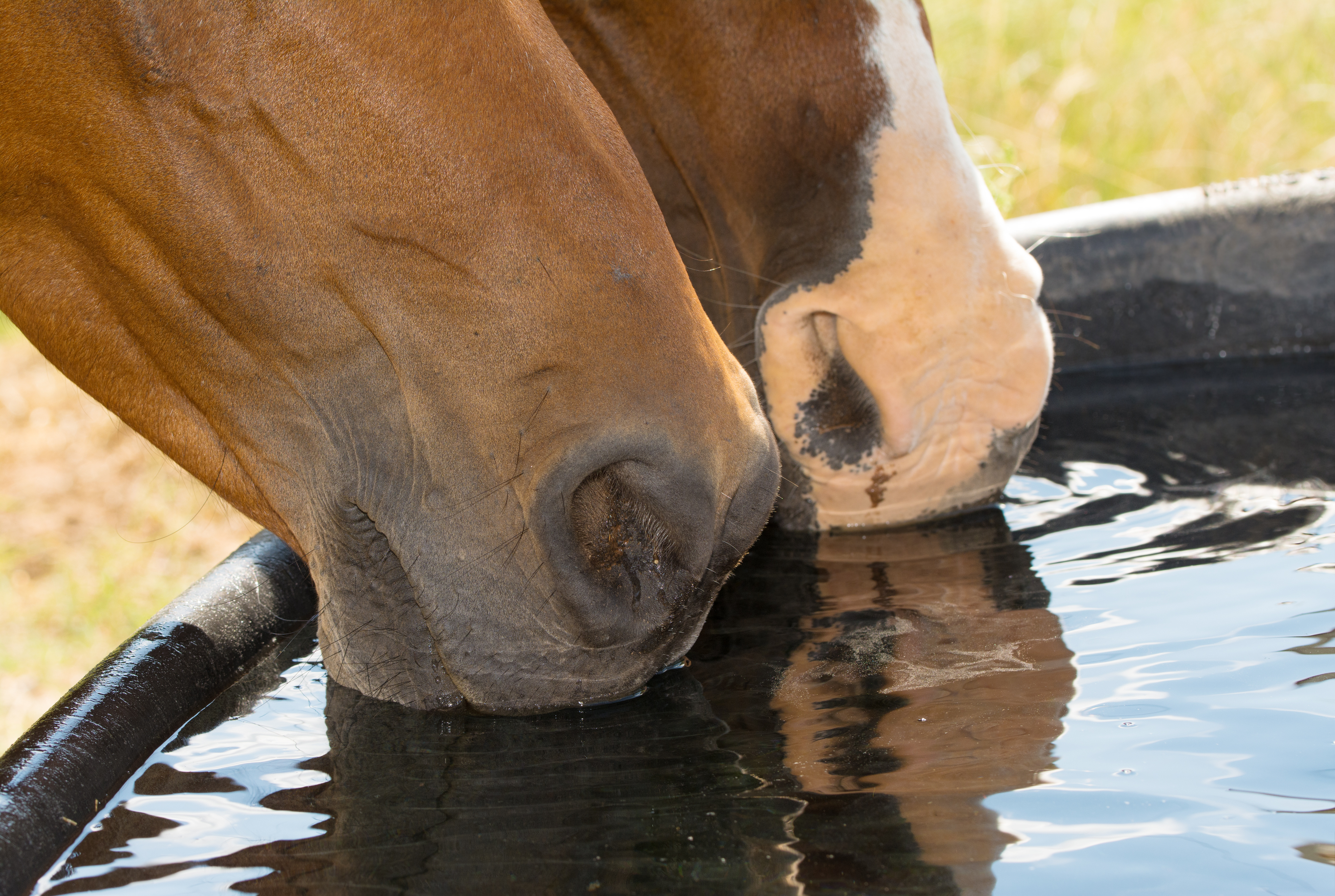 Wasseraufnahmeverhalten von Pferden