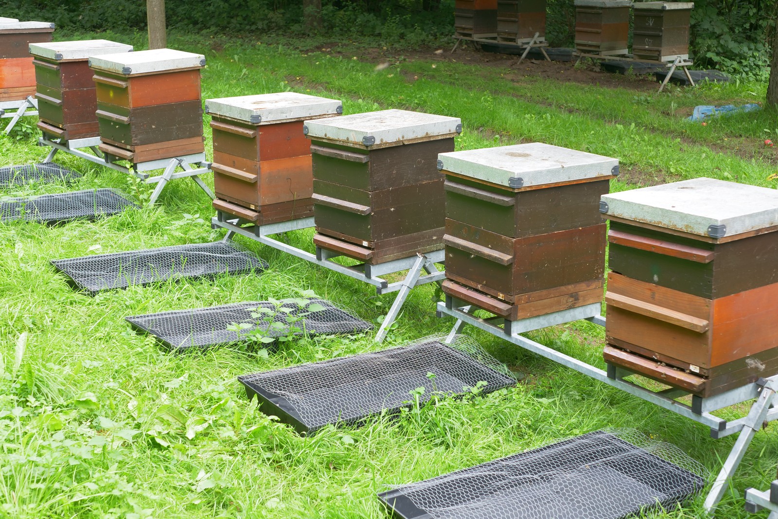 Bienenfallschalen zur Kontrolle des Totenfalls am Flugloch, auf dem Boden und vor dem Bienenvolk.