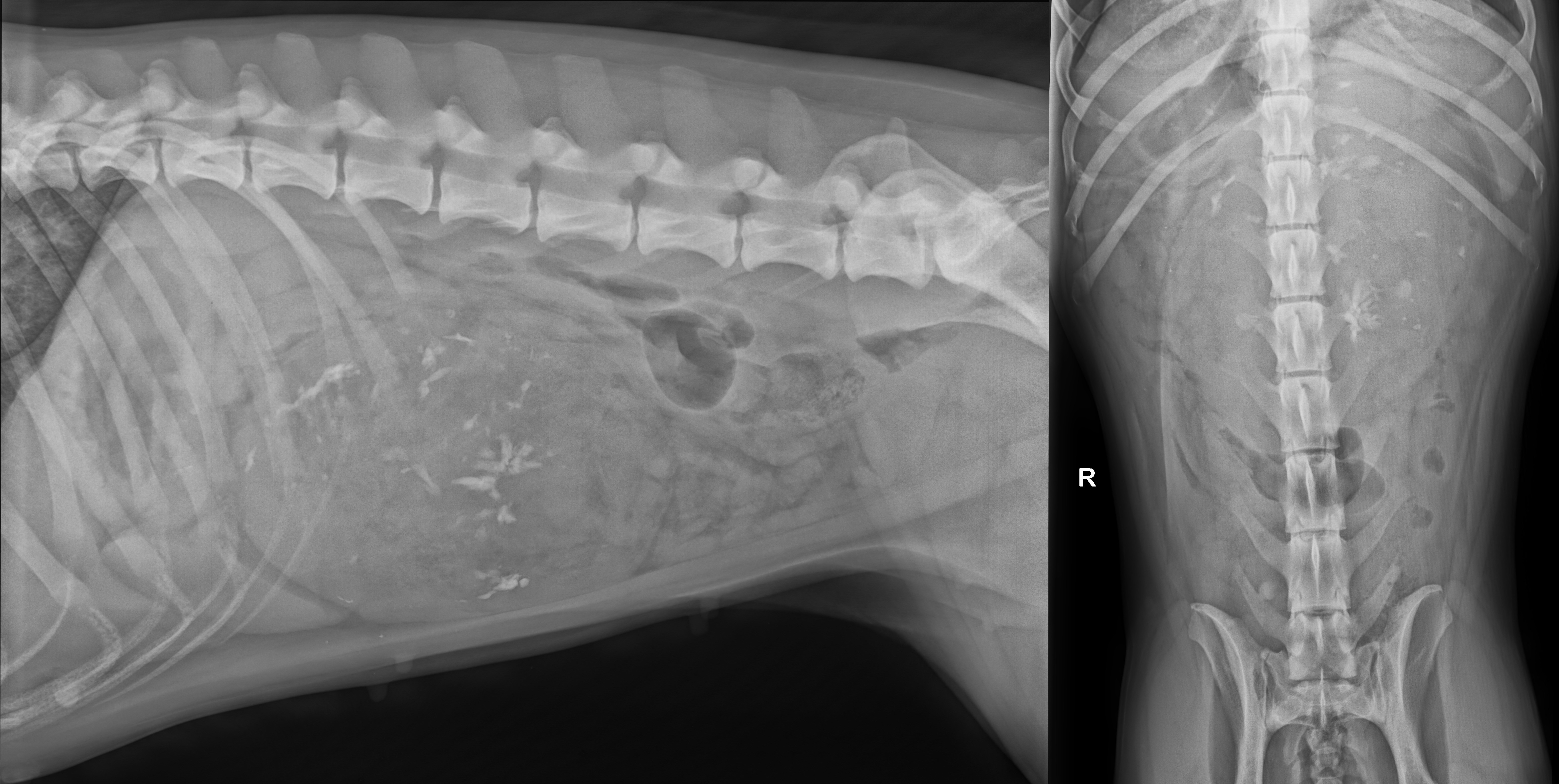 Röntgenbefund des Abdomens einer einjährigen Mischlingshündin in zwei Ebenen