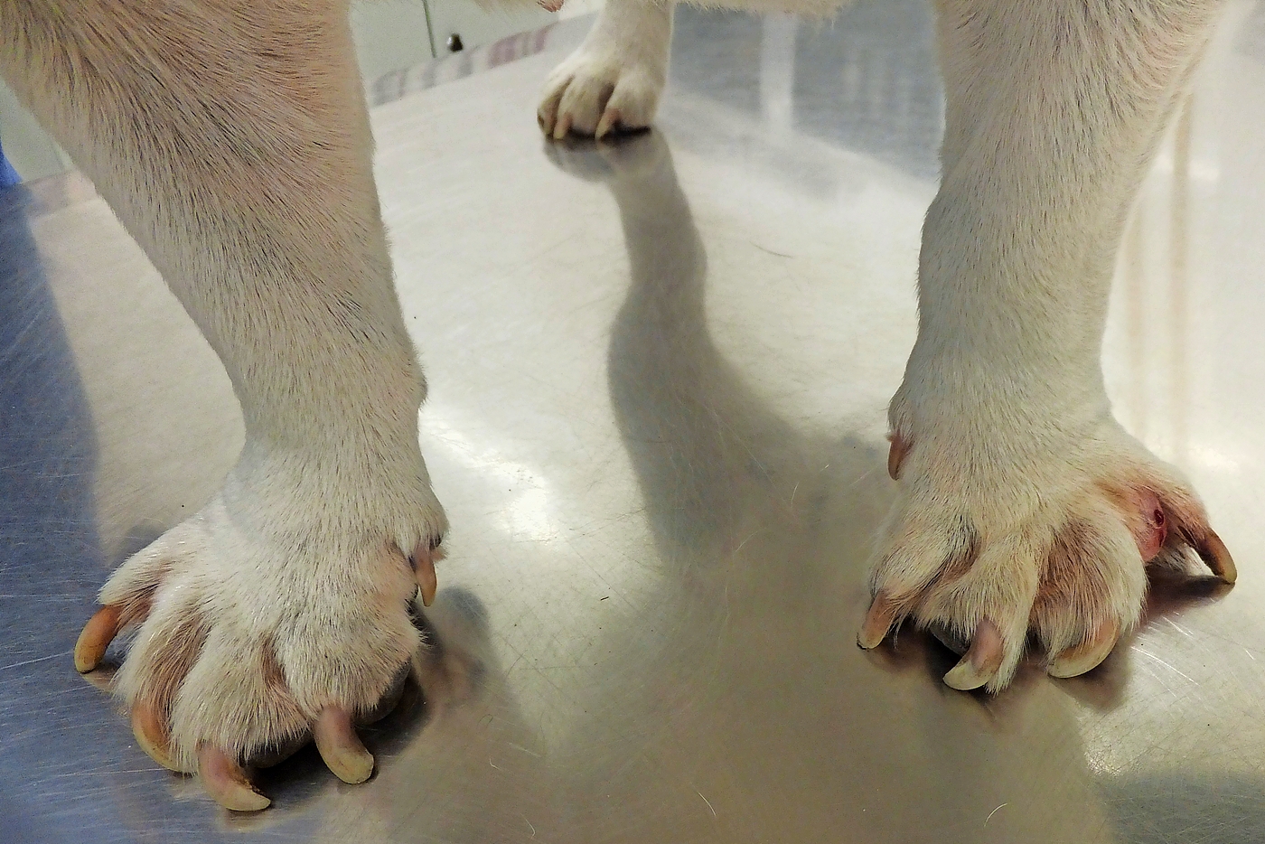 Die Vorderpfoten einer Englischen Bulldogge mit Fehlbelastung der Ballen und deutlicher Spreizung der Zehen.