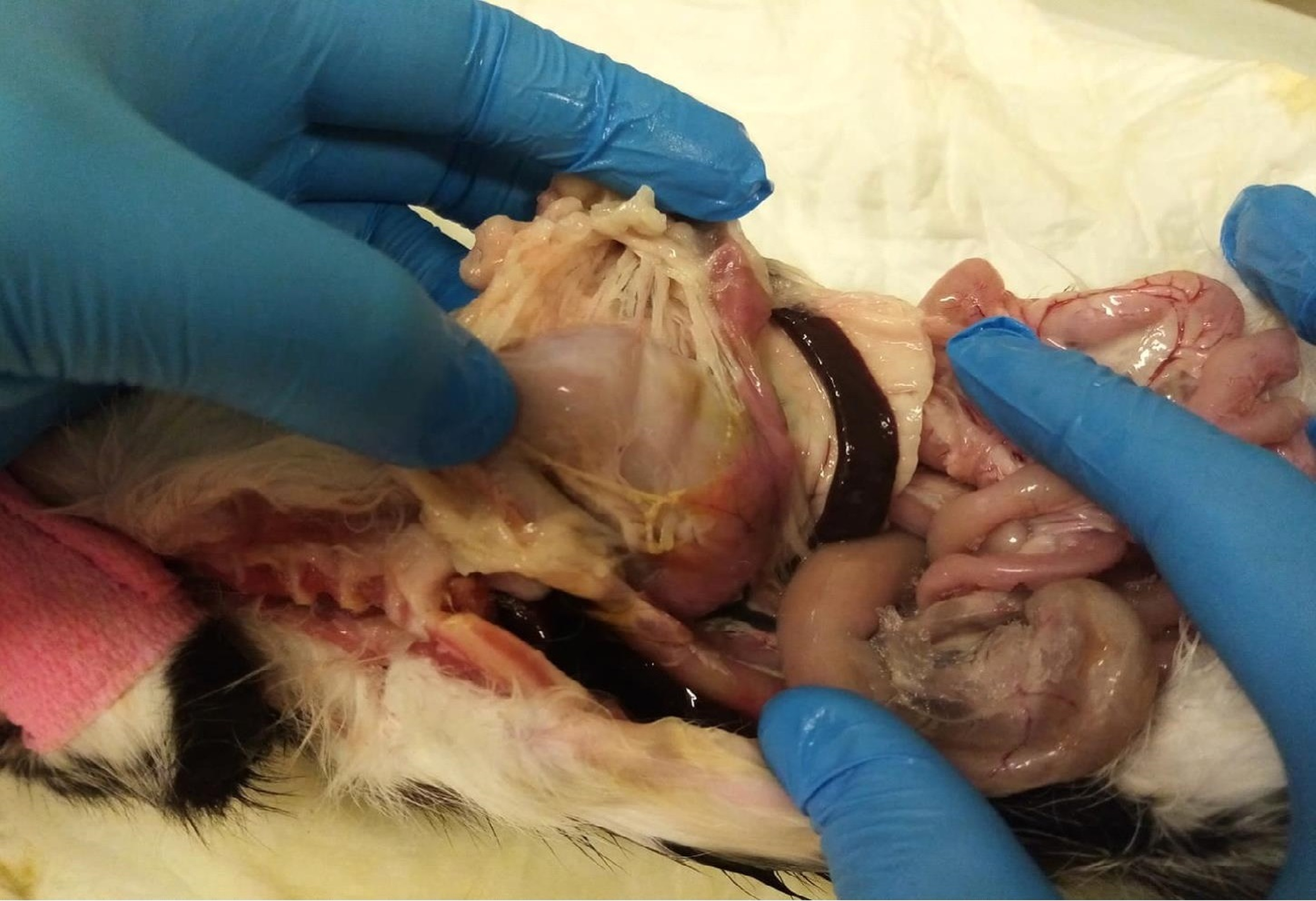 Small intestine without inflammatory changes and pancreatitis in a young cat