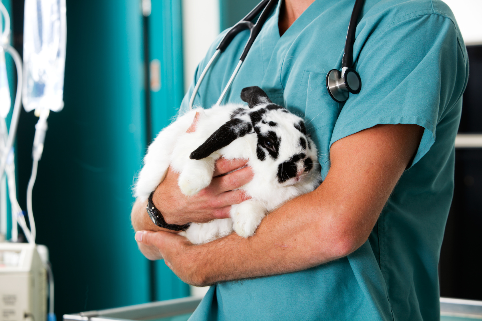 Tierarzt hält Kaninchen auf dem Arm