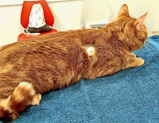 Katze implantiert Freestyle 