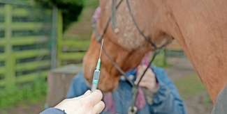 Wie kann man den Antibiotikaverbrauch beim Pferd erfassen?