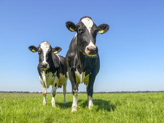 Milchviehbetrieb der Zukunft: Neue Rahmenbedingungen für die tierärztliche Arbeit?