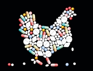 In der Geflügelmast werden mehr Antibiotika eingesetzt als bei anderen Tierpopulationen.