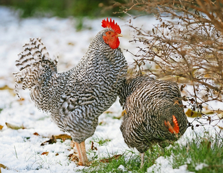 Es zählt jedes einzelne Huhn: Bestandsuntergrenzen gibt es für die Erfassung der Antibiotika-Verbrauchsmengen nicht.