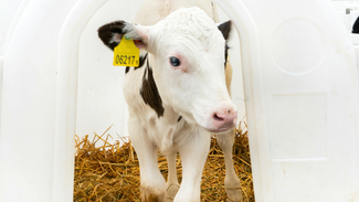 Kälberiglu: Milchviehbetriebe brauchen ab Januar mehr Aufzuchtplätze.