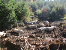 ruhende Schweine im Wald