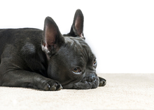 Französische Bulldogge: Brachycephalie ist häufig mit Gesundheitsproblemen verbunden.