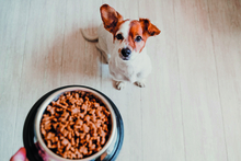 EIn Hund wird gefüttert: Durch die richtige Ernährung epileptische Anfälle beeinflussen.