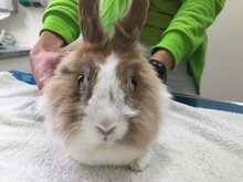 Beidseitiger, permanenter Exophthalmus bei einem Kaninchen infolge einer mediastinalen Masse