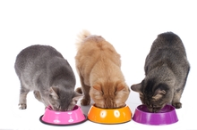 Wie sollten Katzen mit Nierenerkrankung im Frühstadium gefüttert werden?