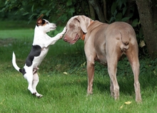 Hunde: Ausreichend Kontakt zu Artgenossen und menschlichen Betreuern ist ein Grundbedürfnis.