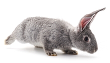 Warum manchen manche Kaninchen Handstand? Carneiro et al. von der Universität Porto sind dem Rätsel auf die Spur gekommen.