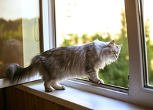 Eine Katze, die Freigang gewohnt ist, lässt sich nur schwer im Haus halten.