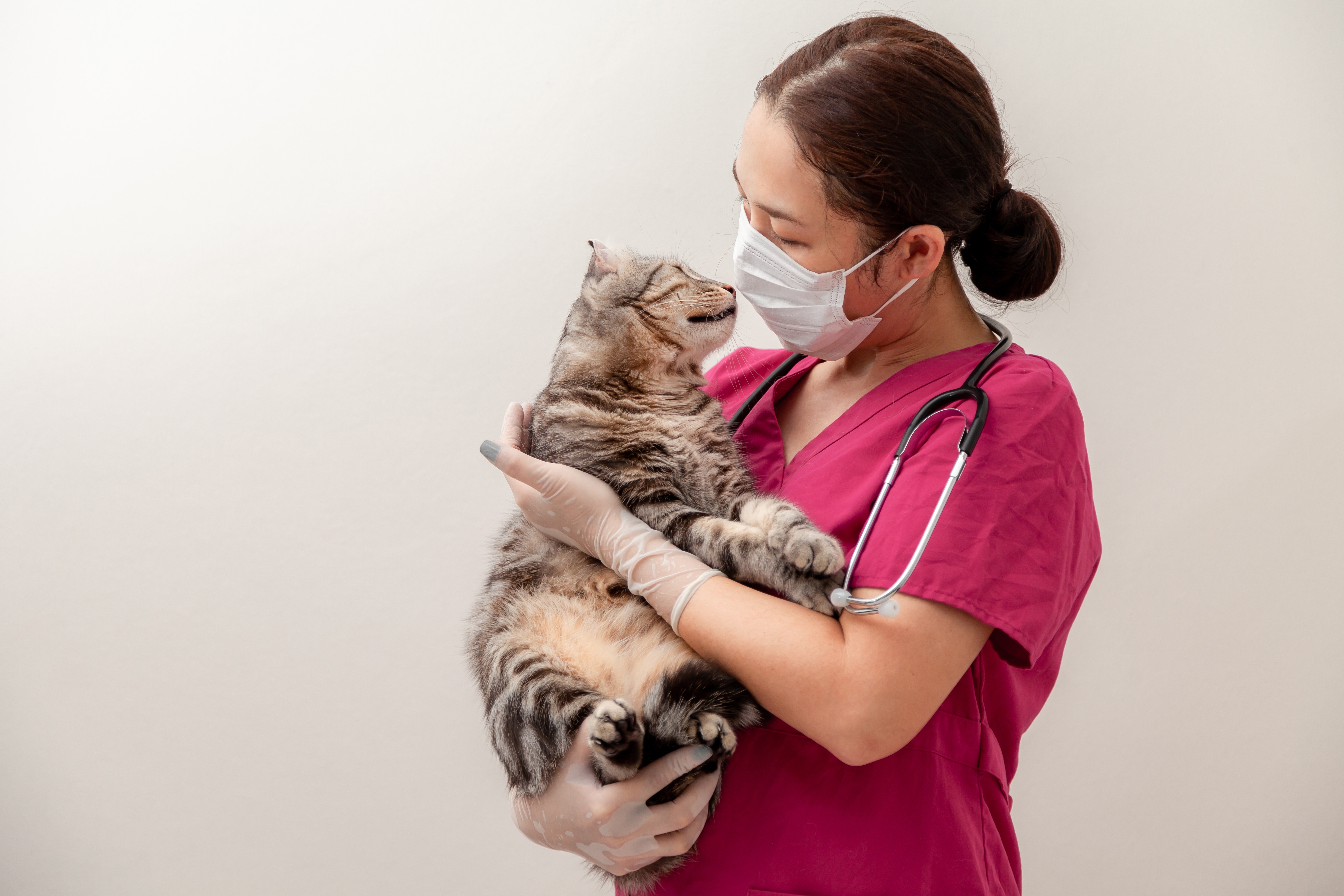 Katzen können sich mit SARS-CoV-2 infizieren, geben das Virus aber nicht an Menschen weiter.