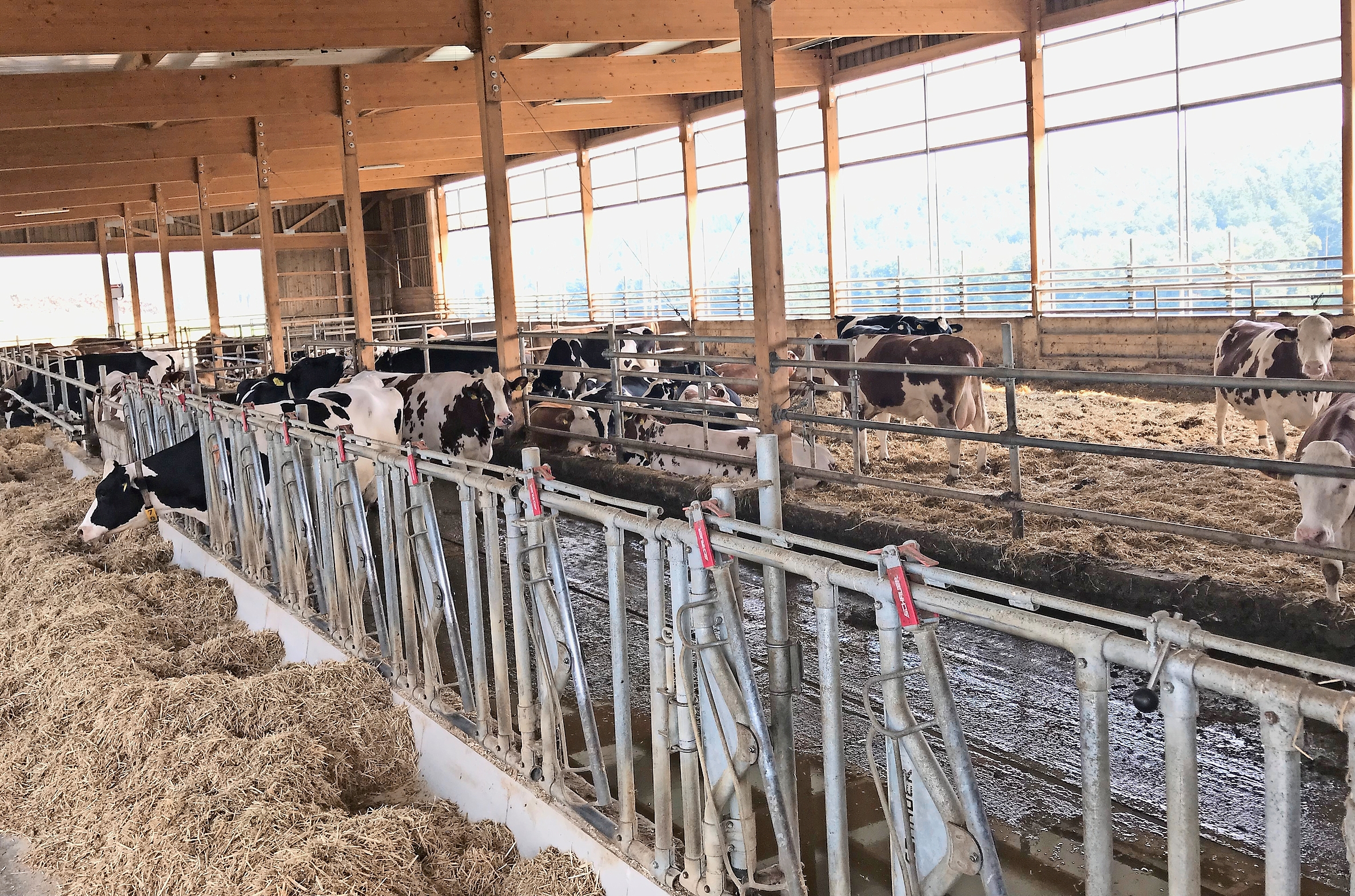 Ausreichend große Trockensteherbereiche mit einem Fressplatz-Kuh-Verhältnis von mindestens 1,5:1 und permanenter Fütterung durch automatisches Nachschieben führen zu einer stressfreien Aufstallung und maximaler Futteraufnahme.