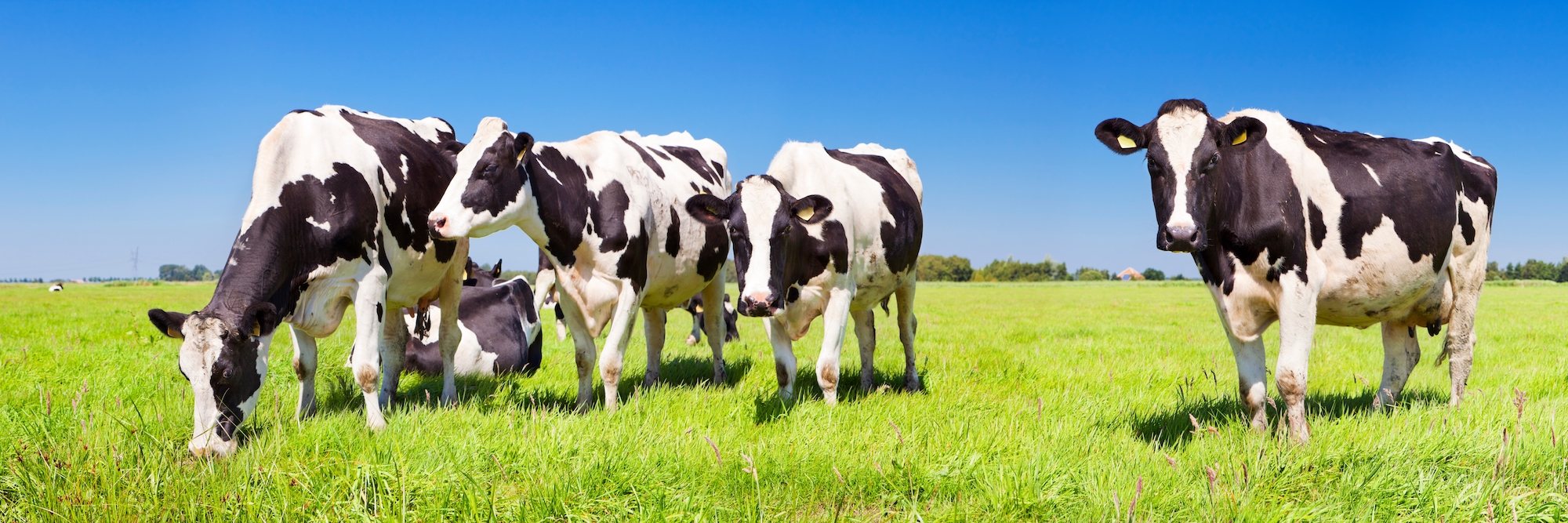 Zuchtziel gesunde Kühe: Selektion auf Resistenz Interaktion von Wirt und Parasit