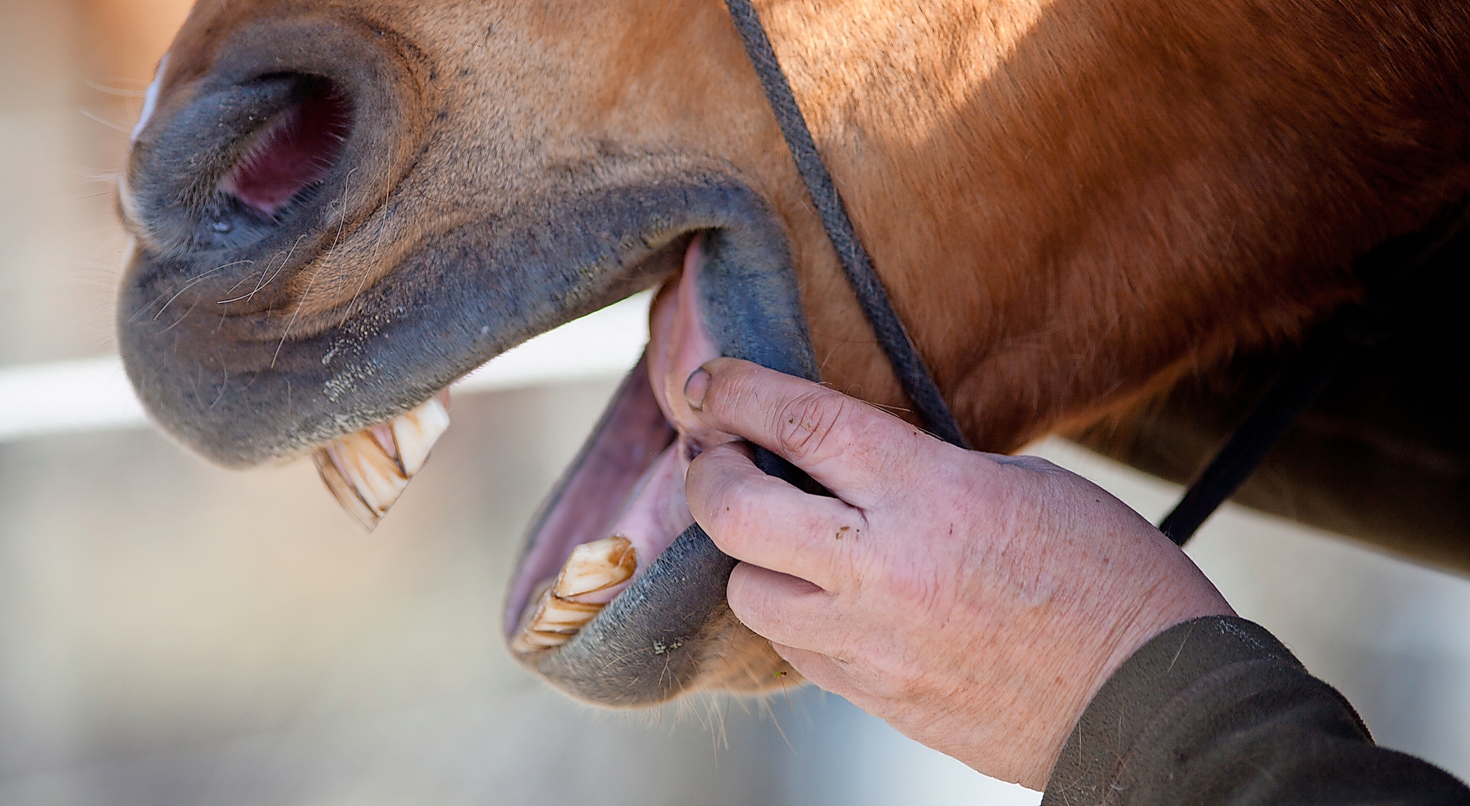 Bei alten Pferden sind sowohl PPID als auch Zahnfleischprobleme häufig.