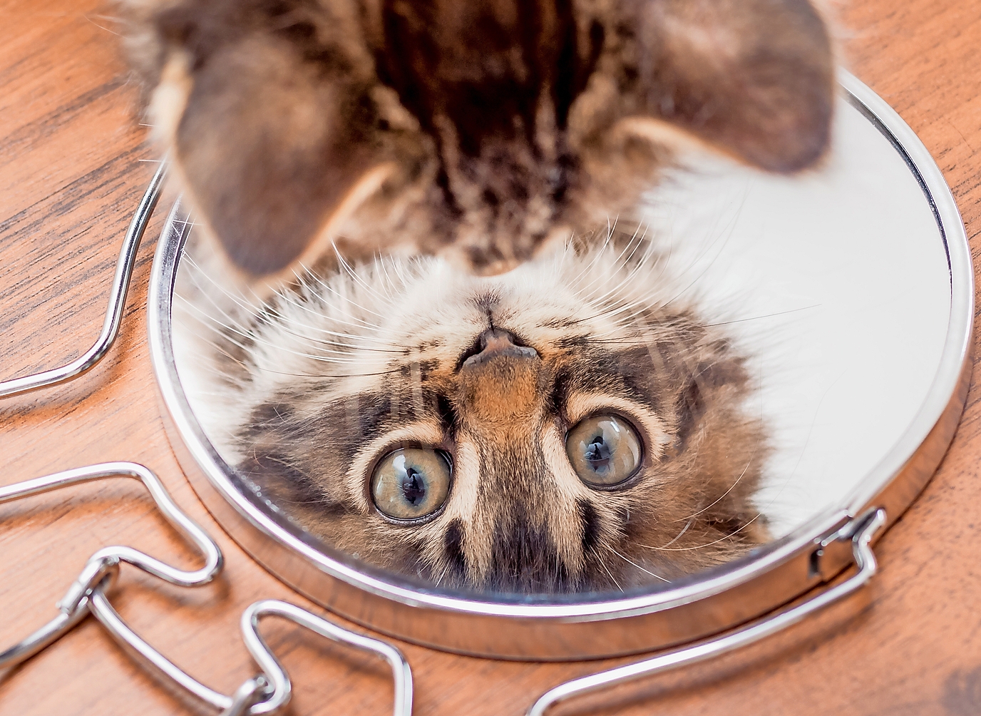 Ein kleines Kätzchen sieht in den Spiegel